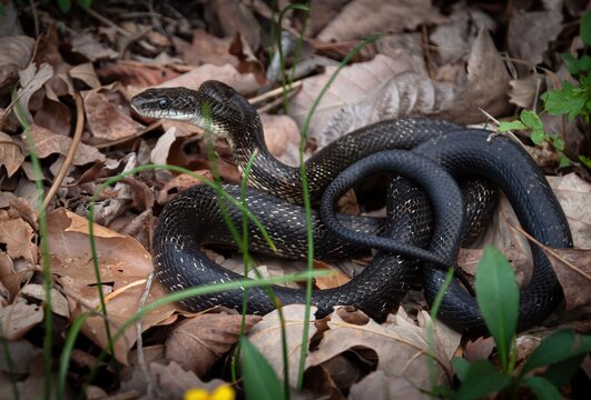 Gray Rat snake portrait
