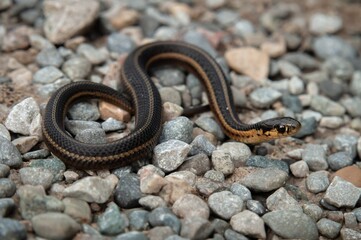 Juvenile Butler's Garter snake macro portrait 