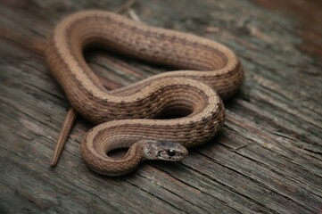 Dekay's Brown snake macro portrait 