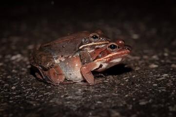 Wood frogs mating on road at night 