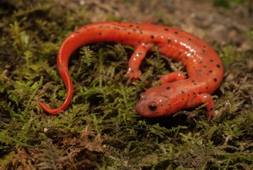 Fototapeta premium Midland Mud salamander macro field guide portrait 