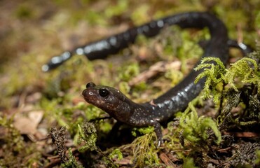 Del Norte salamander macro portrait 