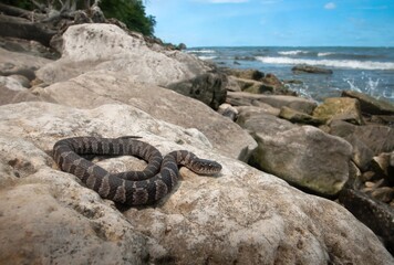 Juvenile Lake Erie Water snake macro wide angle portrait near coast