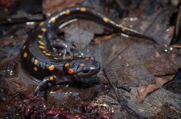 Spotted salamander field guide macro portrait 