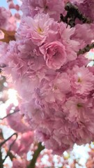 pink flower