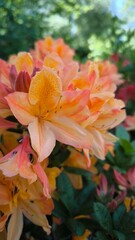 yellow lilly