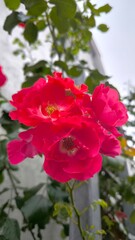 red flower
