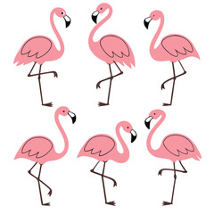 Obraz premium Six Pink Flamingos Standing on One Leg in a Patterned Arrangement bird wildlife