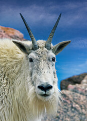 Close-up portrait of a mountain goat near the top of Colorado's 14,000-foot Mount Blue Sky (formerly Mount Evans)