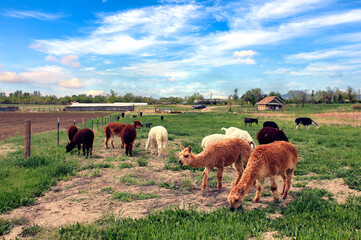 Llamas grazing on a ranch near Boulder, Colorado