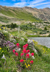 Alpine wildflowers (Indian paintbrush and alpine avens) along a lake near Colorado's Loveland Pass