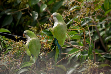 small green parrot perched on the branches of a tree.