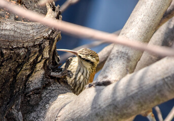 Lepidocolaptes angustirostris on a tree branch