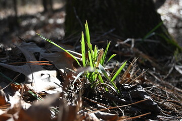 Grass Sprig on the Forest Floor