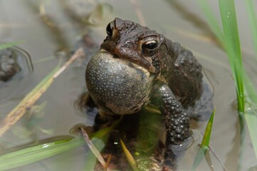 Calling American toad macro portrait in pond 