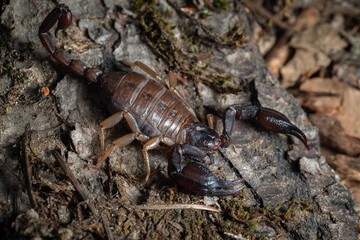 California Forest scorpion macro portrait 