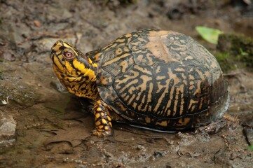 Eastern Box turtle macro portrait 