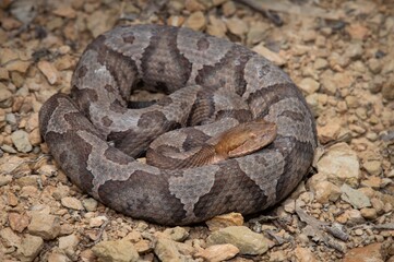 Eastern Copperhead field guide macro portrait 
