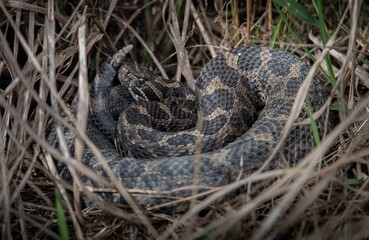 Eastern Massasauga Rattlesnake basking in grass 