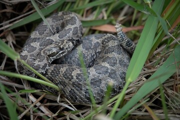 Eastern Massasauga Rattlesnake basking in grass 