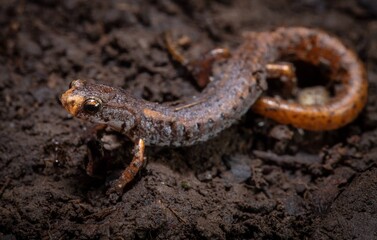 Four-toed salamander field guide macro portrait 