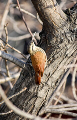 Lepidocolaptes angustirostris on a tree branch