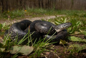 Black King snake wide angle portrait 