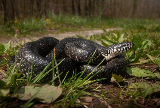 Black King snake wide angle portrait 