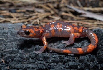 Sierra Nevada Ensatina field guide macro portrait 