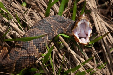 Western Cottonmouth snake posing and gaping with mouth open in defense 