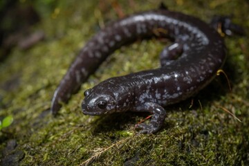 Smallmouth Salamander field guide macro portrait 