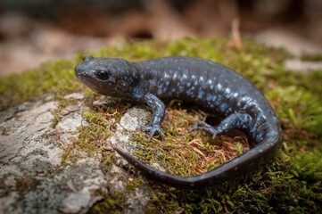 Jefferson Unisexual Ambystoma salamander field guide macro portrait 