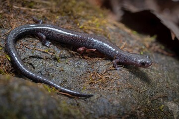 Northern Ravine salamander field guide macro portrait 