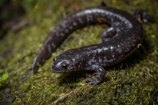 Smallmouth Salamander field guide macro portrait 