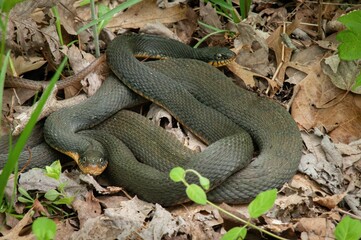 Mating Plainbelly Water snakes