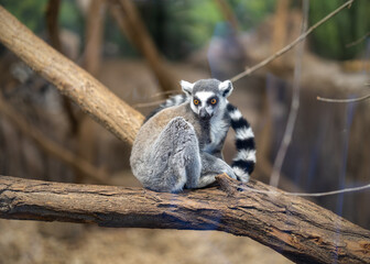 ring tailed lemur