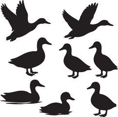 vector set duck silhouettes   on white background