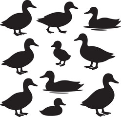 vector set duck silhouettes   on white background