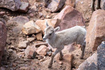 Young bighorn sheep stands on rocky mountain slope, its light coat and small curved horns blending with rugged stones in natural alpine habitat.