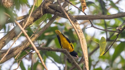 Yellow and Black Bird Perched on a Tree Branch
