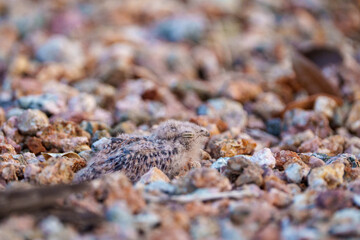 Tiny newborn baby nighthawk chick sitting in the rocks in the Arizona desert