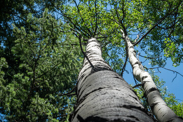Tall birch trunks and aspen with green leaves against a clear blue sky, captured from below, highlighting bark texture, forest canopy, and sunlit foliage.
