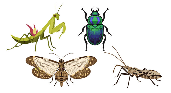 Illustration showing a praying mantis, a beetle, a dobsonfly, and a leaf footed bug on a white background