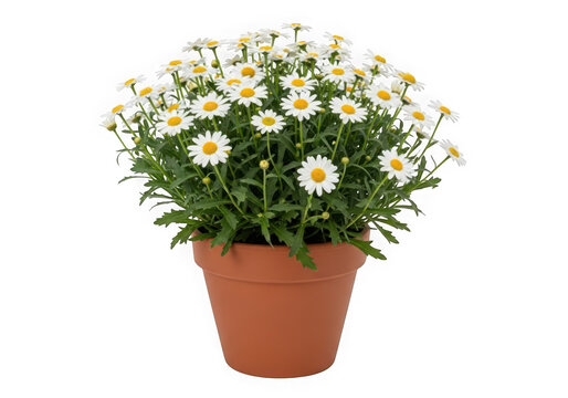 White daisy plant isolated on transparent background