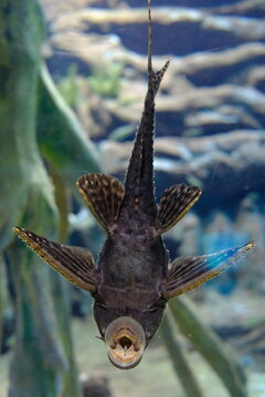 Peixe cascudo visto de frente em aqu&aacute;rio com fundo natural
Front view of pleco fish in aquarium with natural background