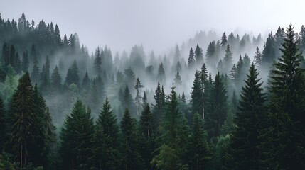 Obraz premium Misty Mountain Forest Enchanting Evergreen Landscape Photography