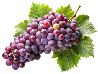 Fototapeta premium A ripe bunch of red grapes with green leaves isolated on a transparent background for healthy food photography isolated on transparent background