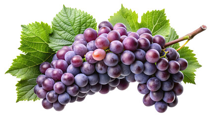 Obraz premium A large bunch of ripe plump deep red grapes with a fresh green leaf isolated on transparent background