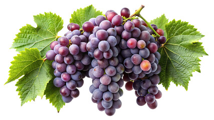 Fototapeta premium A ripe bunch of red grapes with a single cut grape showing its juicy interior isolated on transparent background