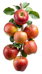 A cluster of ripe red and yellow apples with green leaves hanging from a branch isolated on transparent background